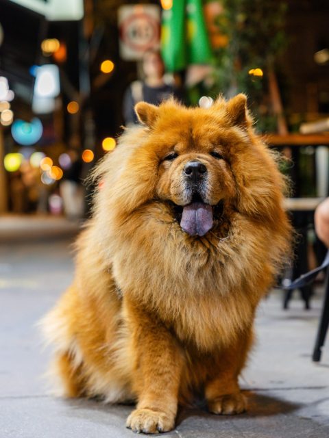 Pose! 🐾 Some stop for coffee. Others stop the traffic. Looking fabulous on Toorak Road, South Yarra.