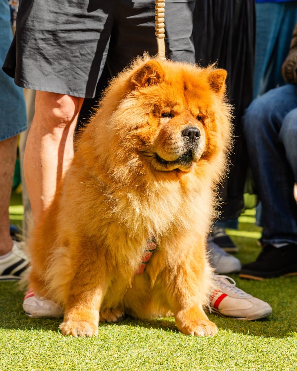 Sunday, according to the dogs of South Yarra.

Sit where you like.
Stay as long as you want.
Soak up the sun.
And if it all gets a bit much - just lie down and call it a day.

Jazz on Murphy, done and dusted.
Good music, good people… and very happy dogs.

Thanks for spending the weekend with us 🐾