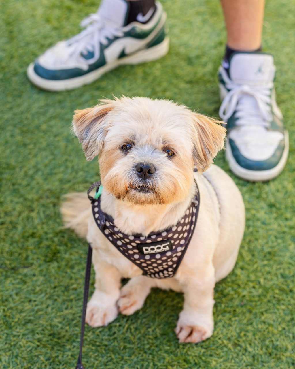 Sunday, according to the dogs of South Yarra.

Sit where you like.
Stay as long as you want.
Soak up the sun.
And if it all gets a bit much - just lie down and call it a day.

Jazz on Murphy, done and dusted.
Good music, good people… and very happy dogs.

Thanks for spending the weekend with us 🐾