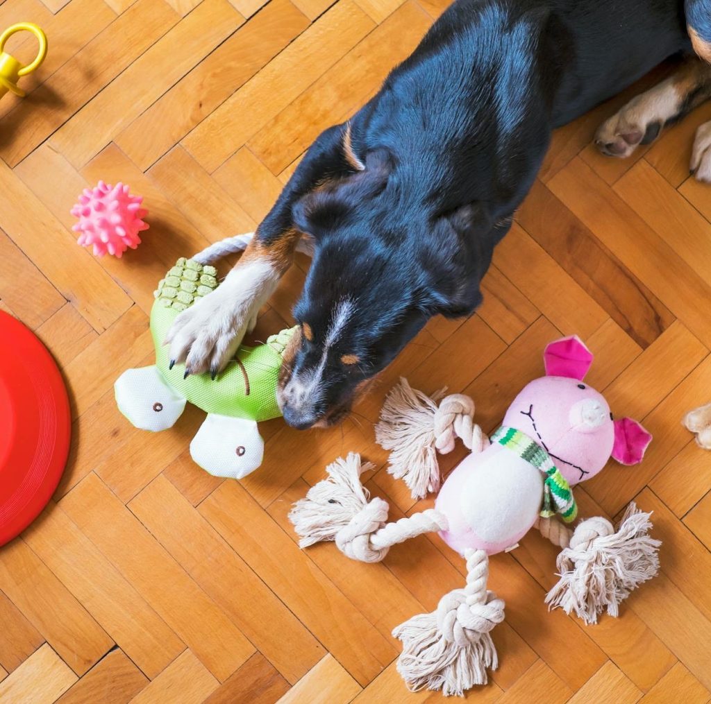 🐾 Toorak Road South Yarra welcomes Paws & Home, opening tomorrow at 📍2/177 Toorak Road.

A new destination for both pets and home, you’ll find:

🐾 Pet toys, foods and care
🐾 Storage boxes
🐾 Laundry and kitchen essentials
🐾 Cleaning and reusable plastics

Doors open Wednesday 10 September. Website coming soon. @pawsnhome 

(Photo for inspiration – not actual Paws & Home product)
