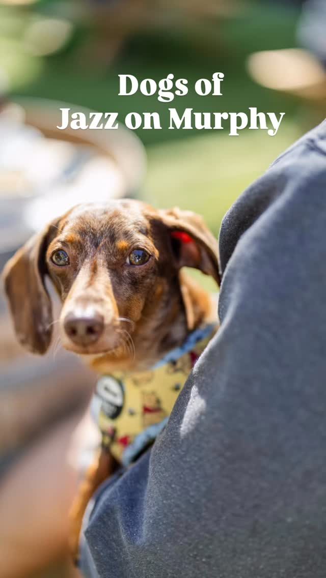 The dogs of Jazz on Murphy - 2025 edition.

Some came for the music.
Some came for the snacks.
Most just came for the attention.

Safe to say… very dog-friendly.

Saturday 28 March, 2pm–8pm
Sunday 29 March, 12pm–6pm
