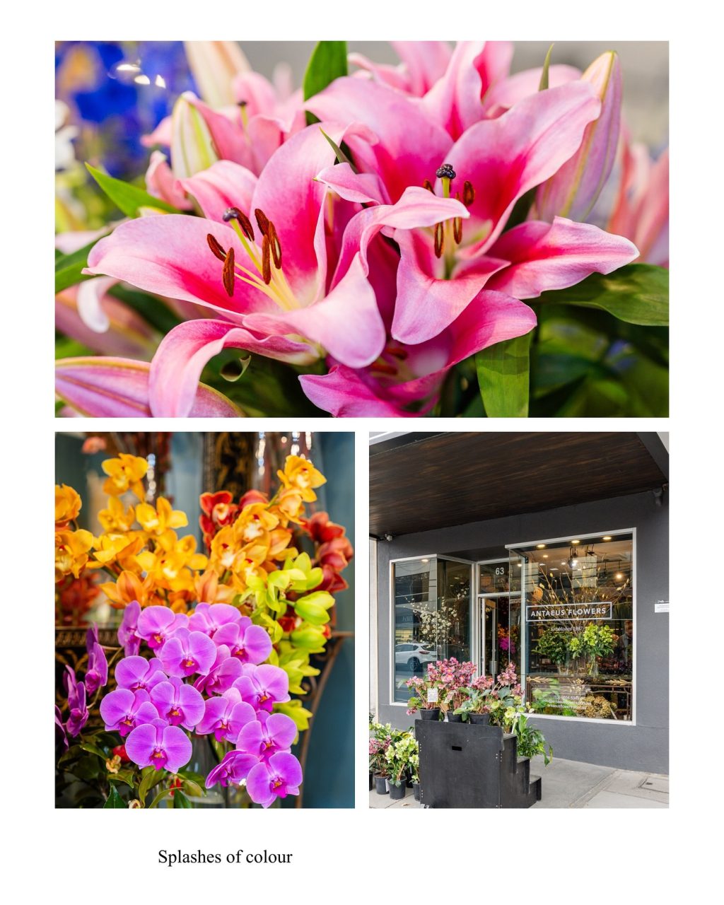 Walking down Toorak Road, it’s impossible to miss the colour spilling from Antaeus Flowers.

Since 1984, this South Yarra favourite has been creating arrangements that are full of life and personality. From orchids and lilies to seasonal stems, every bouquet is crafted with care and a love for flowers that shines through. Whether it’s for a gift, a celebration, or simply to brighten the day, Antaeus brings warmth and beauty to every occasion.

📍 63 Toorak Road, South Yarra

#ToorakRoadSouthYarra  #AntaeusFlowers #Florist