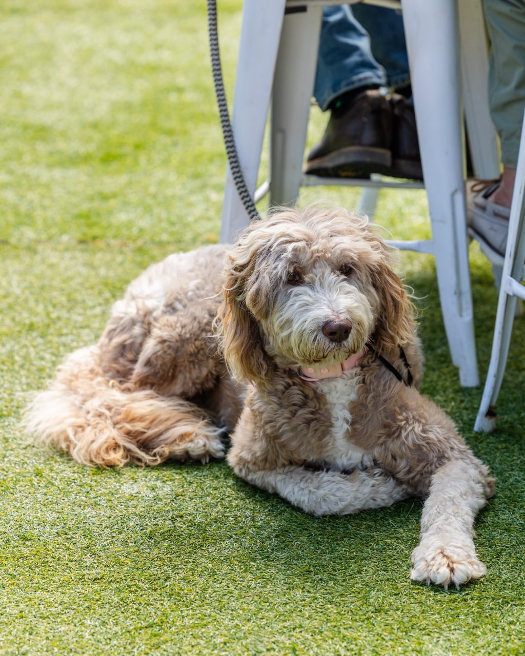 Sunday, according to the dogs of South Yarra.

Sit where you like.
Stay as long as you want.
Soak up the sun.
And if it all gets a bit much - just lie down and call it a day.

Jazz on Murphy, done and dusted.
Good music, good people… and very happy dogs.

Thanks for spending the weekend with us 🐾