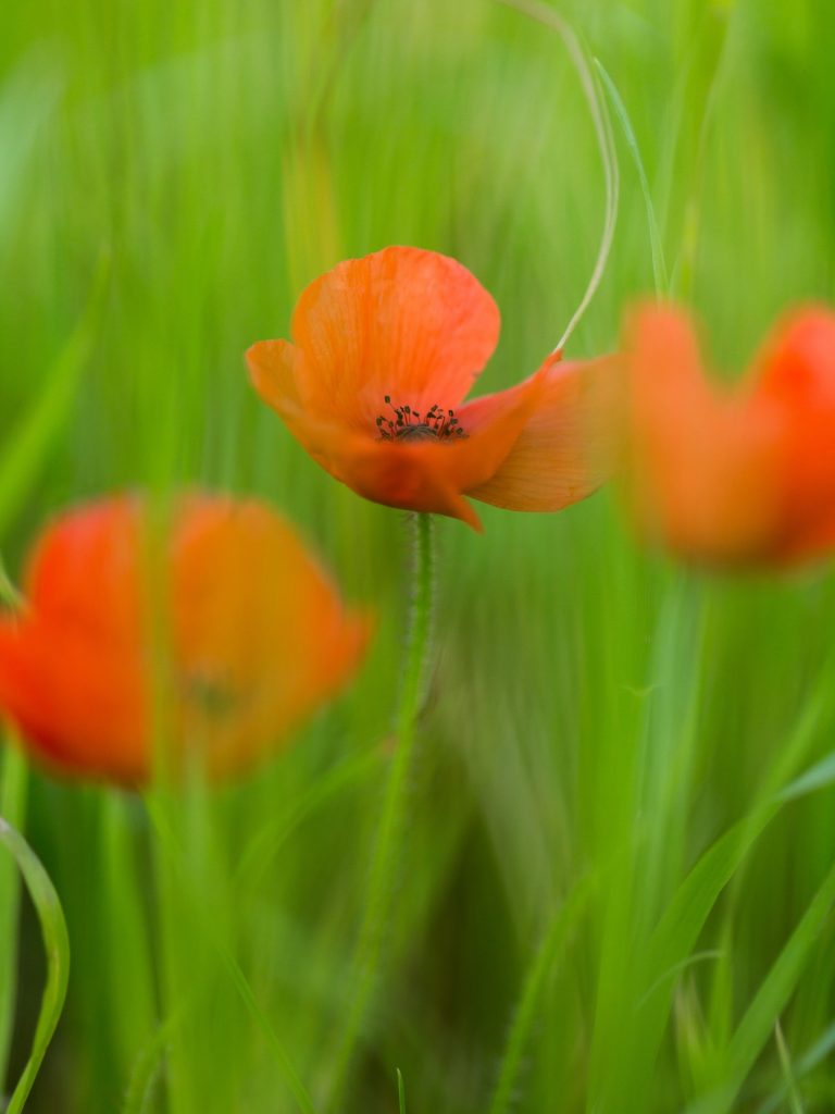 Today we pause.
To remember those who served.
Those who didn’t return.
And those who came home changed.
We remember their service. What it took. What it gave.