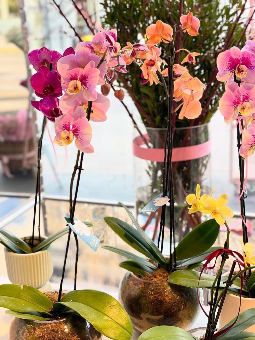 @sthyarrablooms beautiful orchid plants in a variety of colours.

🌷 171 Toorak Road South Yarra

Photo: © Sth Yarra Blooms / @sthyarrablooms 

#SthYarraBlooms
