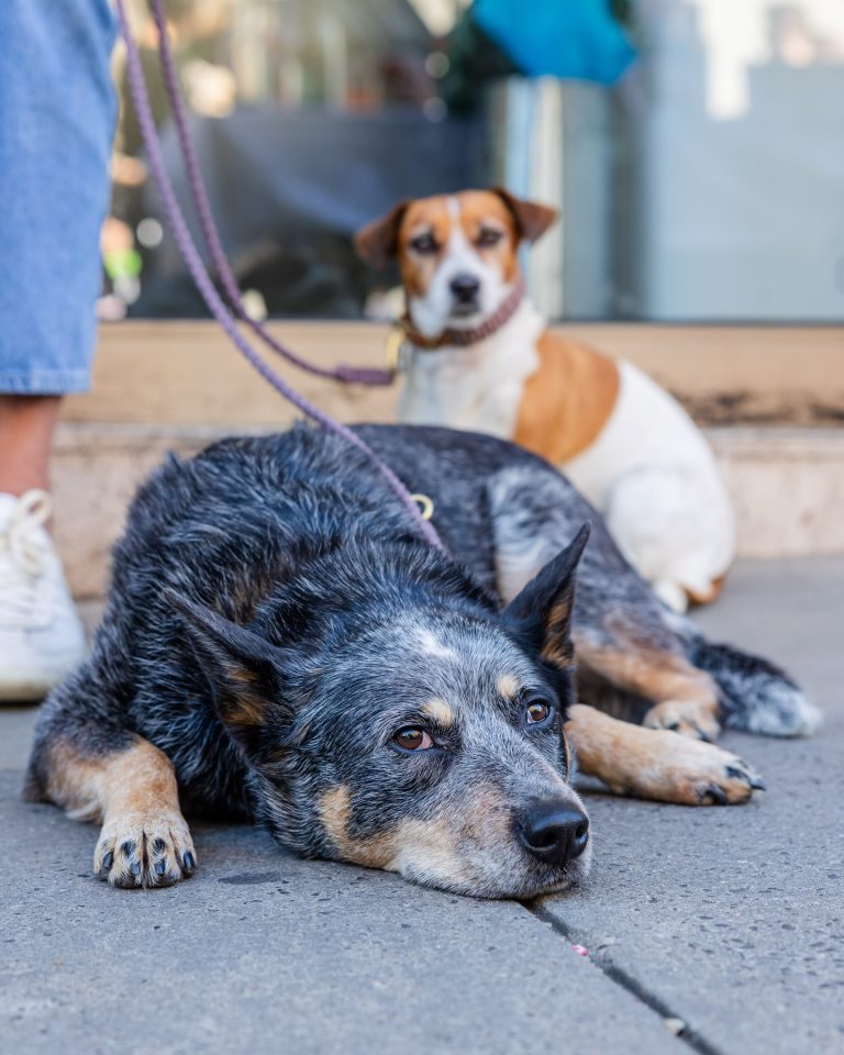 Sunday, according to the dogs of South Yarra.

Sit where you like.
Stay as long as you want.
Soak up the sun.
And if it all gets a bit much - just lie down and call it a day.

Jazz on Murphy, done and dusted.
Good music, good people… and very happy dogs.

Thanks for spending the weekend with us 🐾