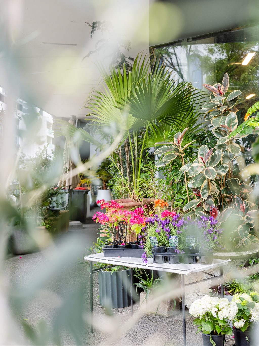 Lush greenery, sculptural pots and tropical vibes - Botanicah South Yarra is a little urban oasis on Toorak Road. From statement indoor plants to petite potted gifts, every corner is overflowing with colour and texture.

Perfect for those who like their homes (and balconies) a little more alive.

📍@botanicah_southyarra | 155 Toorak Road South Yarra

#ToorakRoadSouthYarra #SouthYarraLife #BotanicahSouthYarra #PlantLovers
