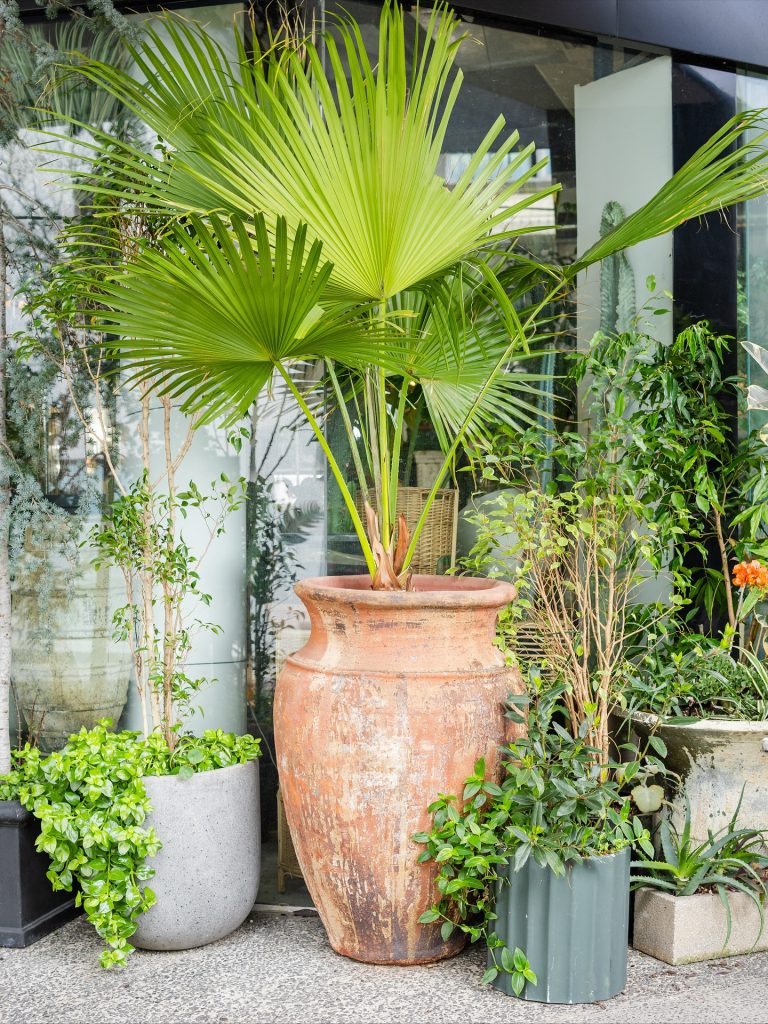 Lush greenery, sculptural pots and tropical vibes - Botanicah South Yarra is a little urban oasis on Toorak Road. From statement indoor plants to petite potted gifts, every corner is overflowing with colour and texture.

Perfect for those who like their homes (and balconies) a little more alive.

📍@botanicah_southyarra | 155 Toorak Road South Yarra

#ToorakRoadSouthYarra #SouthYarraLife #BotanicahSouthYarra #PlantLovers