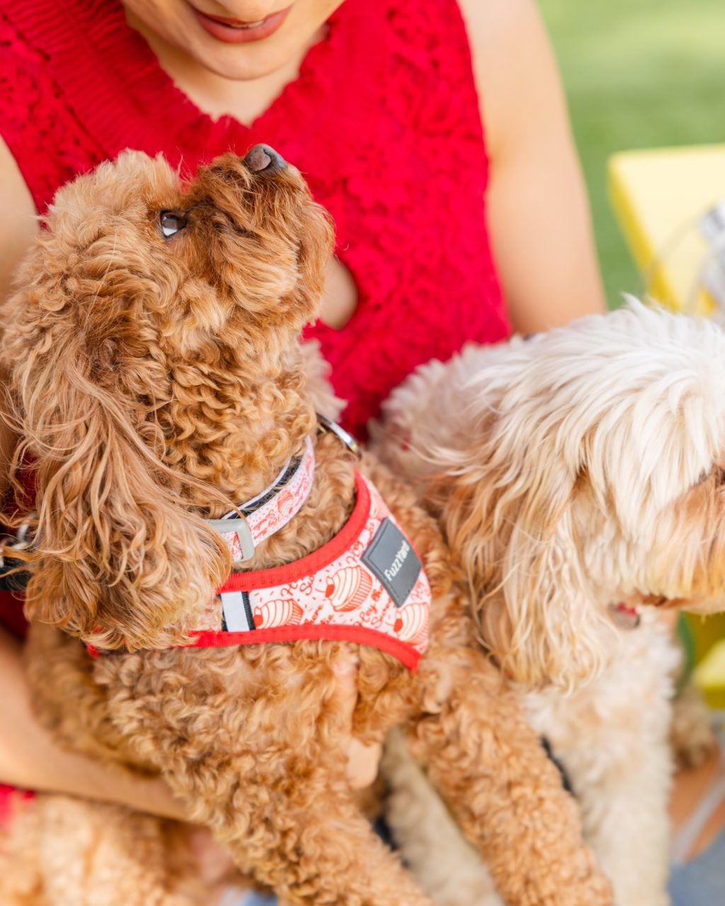 Sunday, according to the dogs of South Yarra.

Sit where you like.
Stay as long as you want.
Soak up the sun.
And if it all gets a bit much - just lie down and call it a day.

Jazz on Murphy, done and dusted.
Good music, good people… and very happy dogs.

Thanks for spending the weekend with us 🐾