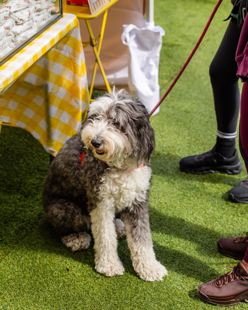 Sunday, according to the dogs of South Yarra.

Sit where you like.
Stay as long as you want.
Soak up the sun.
And if it all gets a bit much - just lie down and call it a day.

Jazz on Murphy, done and dusted.
Good music, good people… and very happy dogs.

Thanks for spending the weekend with us 🐾