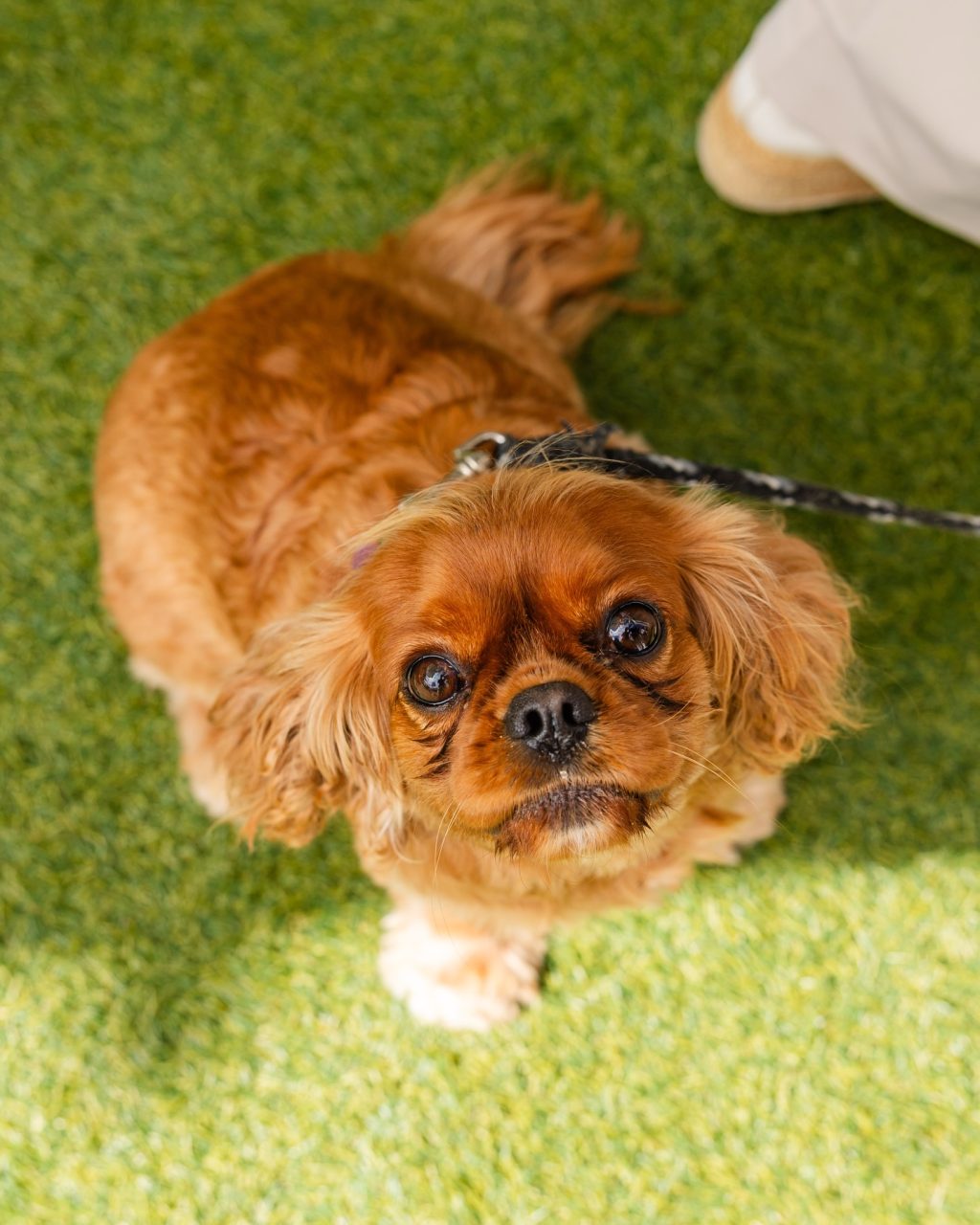 Sunday, according to the dogs of South Yarra.

Sit where you like.
Stay as long as you want.
Soak up the sun.
And if it all gets a bit much - just lie down and call it a day.

Jazz on Murphy, done and dusted.
Good music, good people… and very happy dogs.

Thanks for spending the weekend with us 🐾