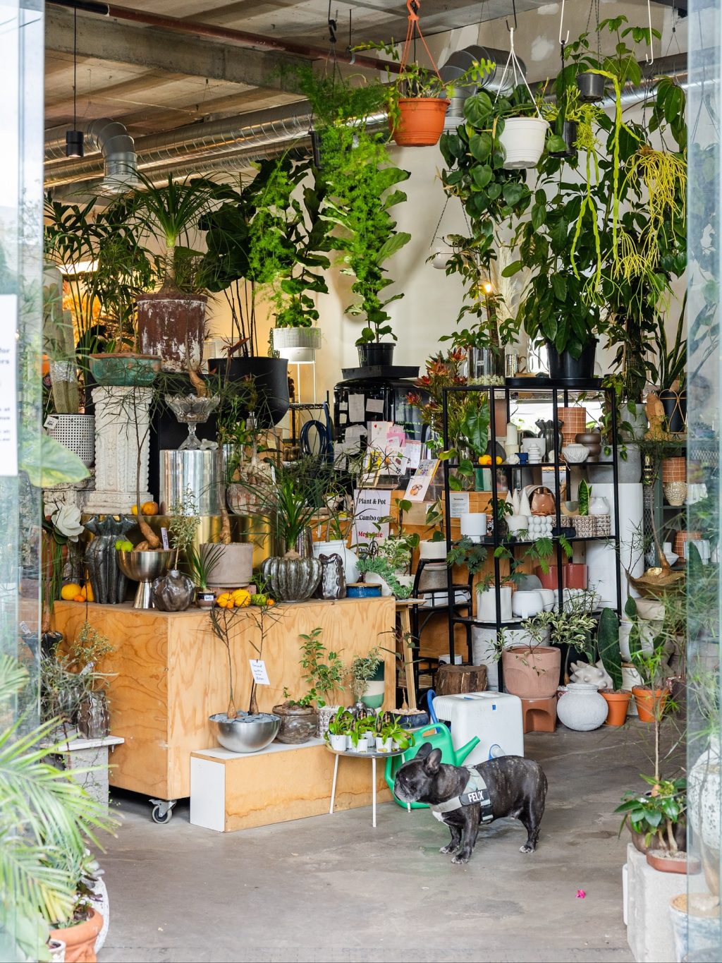 Lush greenery, sculptural pots and tropical vibes - Botanicah South Yarra is a little urban oasis on Toorak Road. From statement indoor plants to petite potted gifts, every corner is overflowing with colour and texture.

Perfect for those who like their homes (and balconies) a little more alive.

📍@botanicah_southyarra | 155 Toorak Road South Yarra

#ToorakRoadSouthYarra #SouthYarraLife #BotanicahSouthYarra #PlantLovers