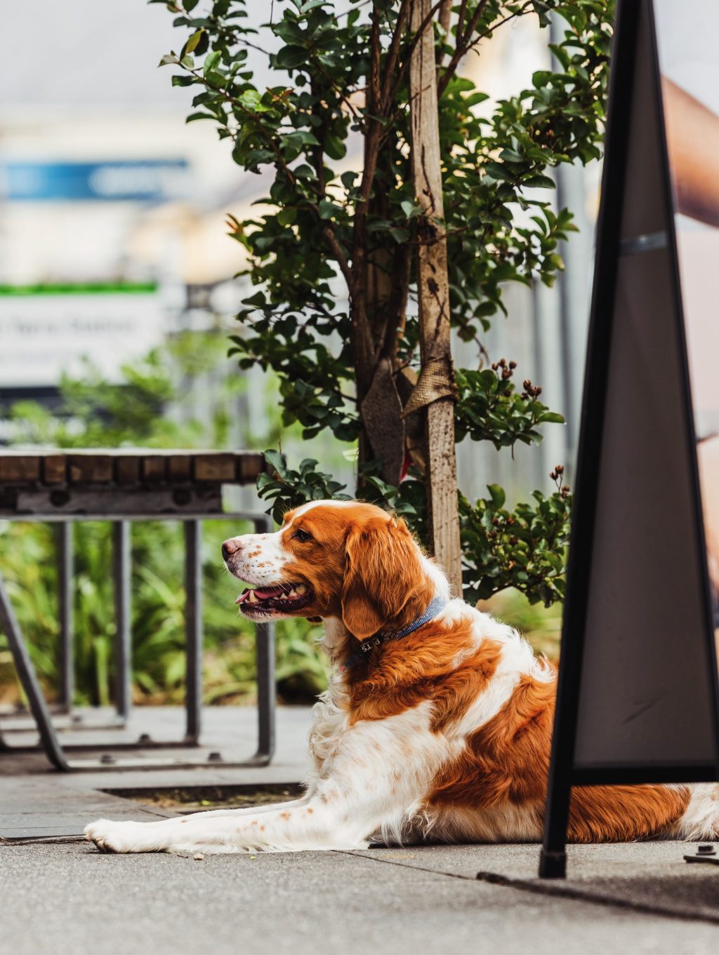 Sundays on Toorak Road.
Eyes on the prize.
Someone’s clearly hoping a café visit comes with a treat. 🐾

#ToorakRoadSouthYarra #SouthYarraLife #DogsofSouthYarra