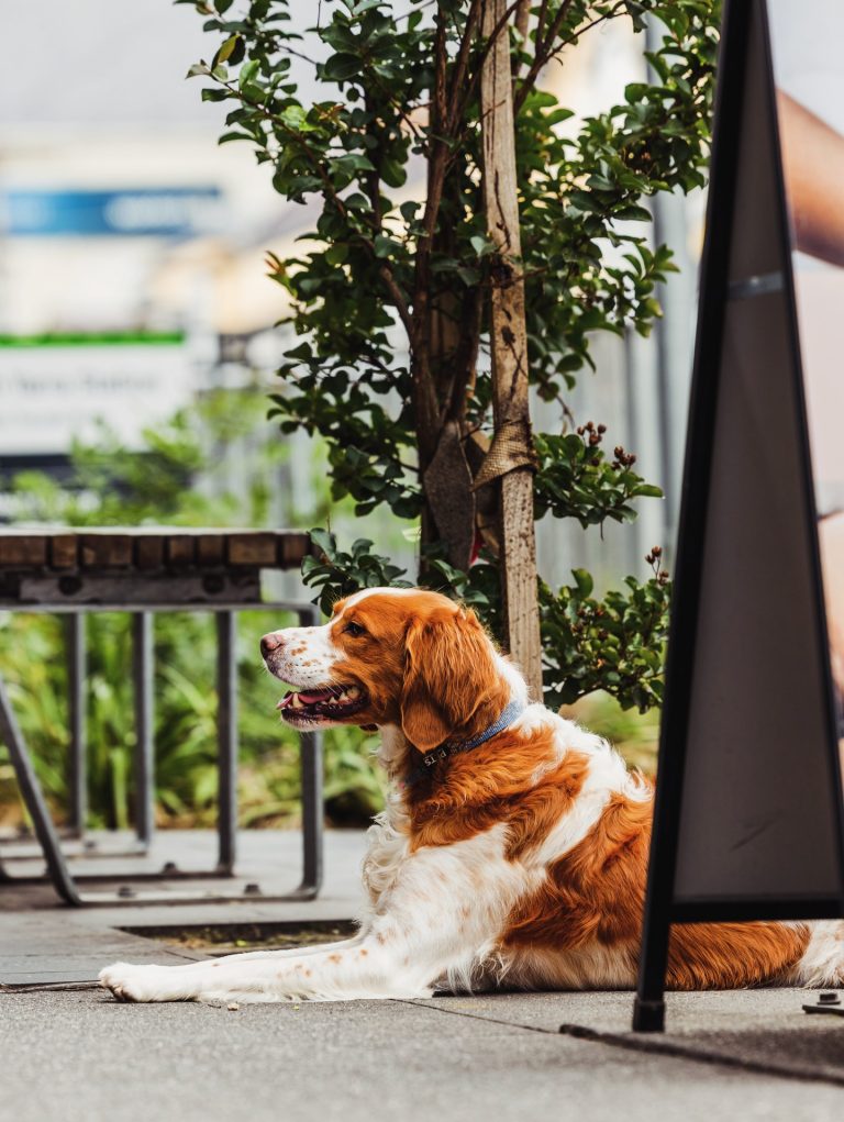 Sundays on Toorak Road.
Eyes on the prize.
Someone’s clearly hoping a café visit comes with a treat. 🐾

#ToorakRoadSouthYarra #SouthYarraLife #DogsofSouthYarra