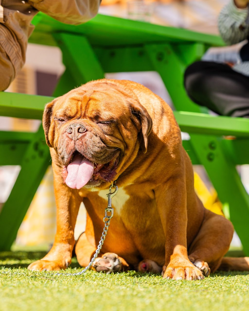 Sunday, according to the dogs of South Yarra.

Sit where you like.
Stay as long as you want.
Soak up the sun.
And if it all gets a bit much - just lie down and call it a day.

Jazz on Murphy, done and dusted.
Good music, good people… and very happy dogs.

Thanks for spending the weekend with us 🐾